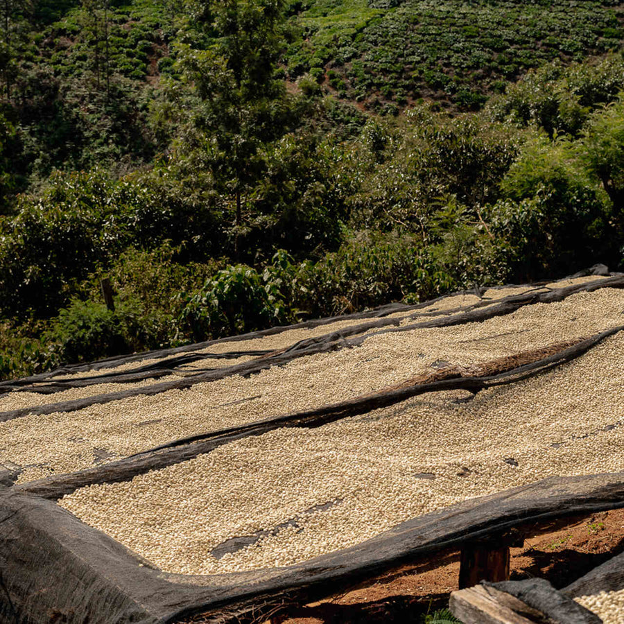 KENYA Karinga AA – Filter