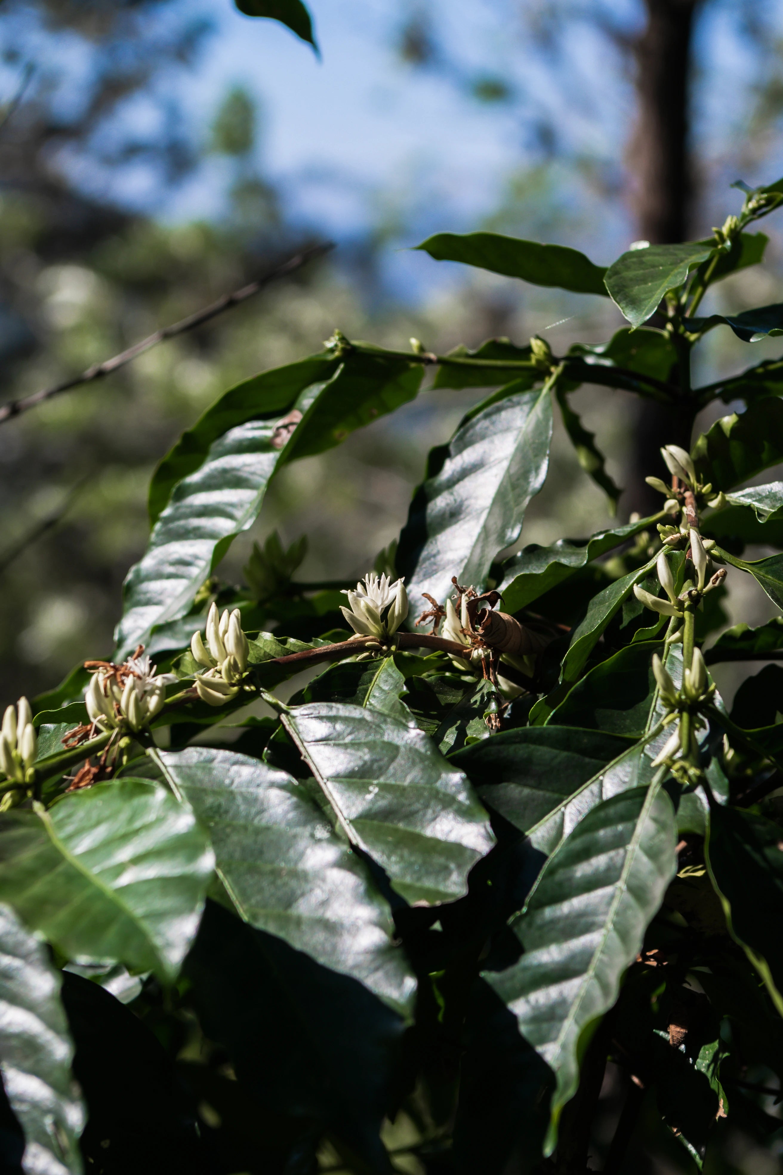 Coffee plant with green leaves and unripe coffee beans on a tree