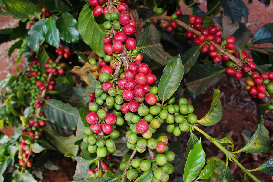 KENYA Karinga AA – Filter