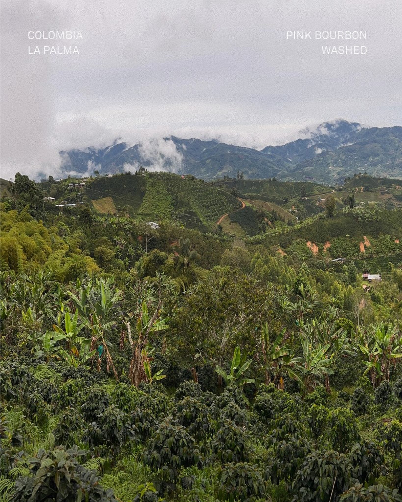 Colombia La Palma Pink Bourbon Filter — Five Elephant